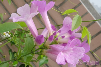 蒜香藤花語是什么