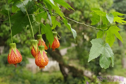 懸鈴花的花語是什么