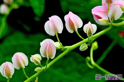 不常見的花與花語：珊瑚藤的花語 