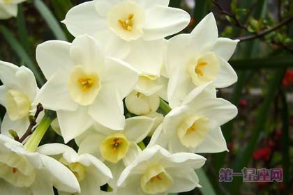 3月7日花語：野生水仙花，生日花語名譽(yù)