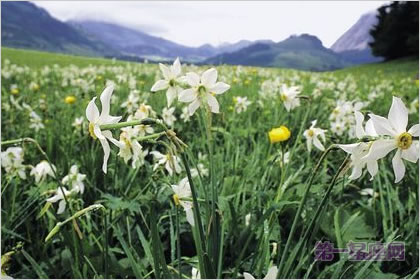 3月6日花語(yǔ)：野生水仙花，生日花語(yǔ)崇拜