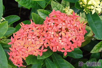 不常見的花與花語：仙丹花的花語 