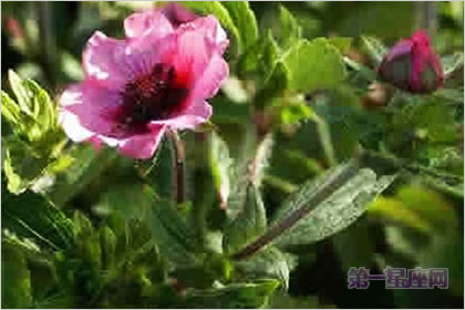 3月5生日花語：綠菟葵，生日花語刺