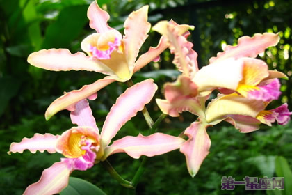 萬代蘭的花語和象征代表意義