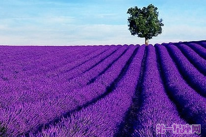 各種花的花語：香水草花語是什么？