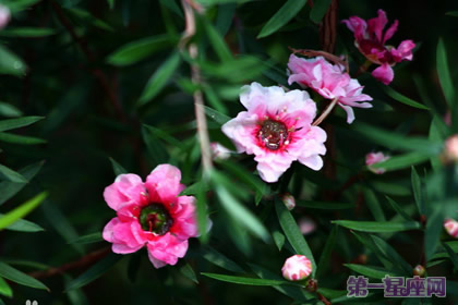 生日花語：松紅梅的花語