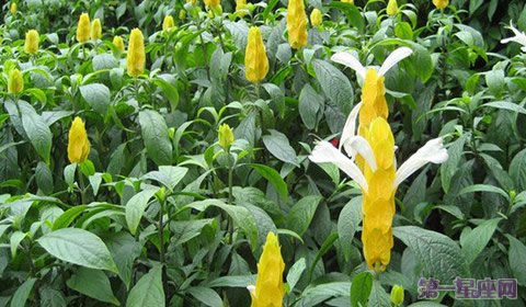 金苞花花語：百年好合、飛黃騰達(dá)