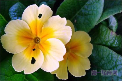 2月13日花：西洋櫻草，生日花語盼望