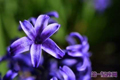專屬于摩羯座的守護(hù)花
