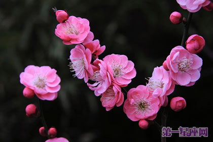 專屬于水瓶座的守護花