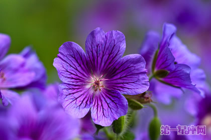專屬于雙魚(yú)座的守護(hù)花