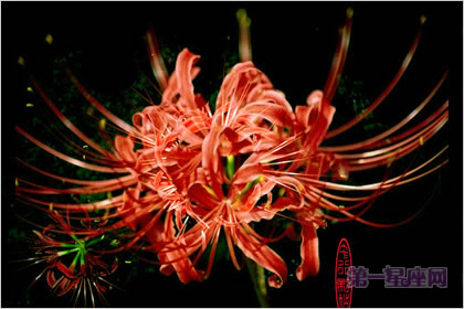 2月17日生日花語：金線番紅花，生日花語清廉
