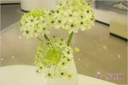 2月19日生日花語：伯利恒之星，生日花語敏感