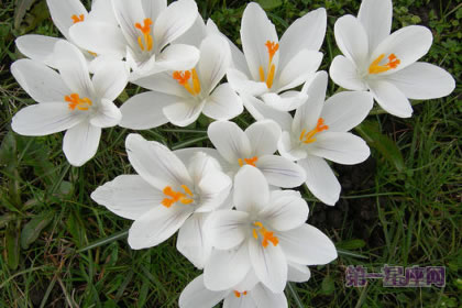 2月21日生日花語：白番紅花，生日花語芳醇