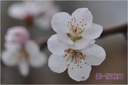 2月23日生日花語：杏樹，生日花語結實