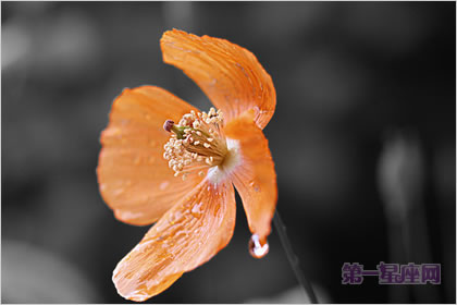 2月24日生日花語：西洋薇，生日花語沉默
