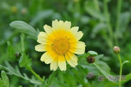 3月3日生日花語：茼蒿，生日花語豐富