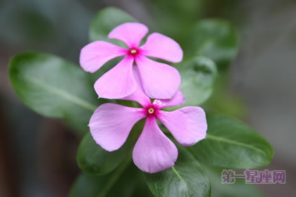 2月26生日花語：小長春花，生日花語適應