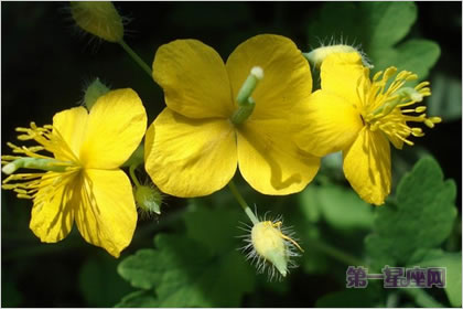 3月22日花語：白屈菜，生日花語認生
