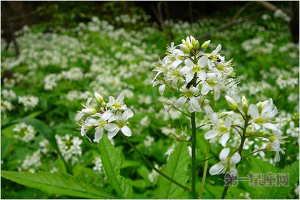 3月30日花語：碎米薺，生日花語熱情