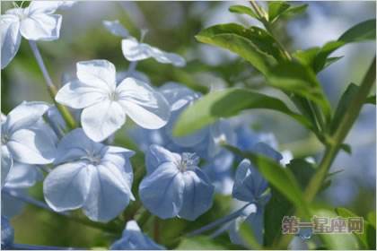 4月1日花語：山木藍，生日花語變革