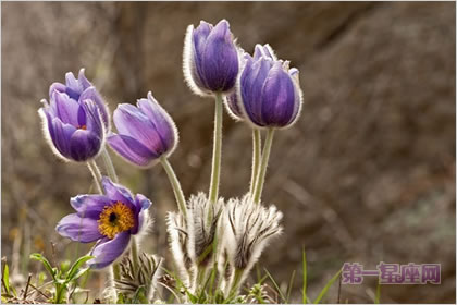 4月7日花語：白頭翁，生日花語才智
