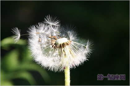 4月11日花語：蒲公英，生日花語多情
