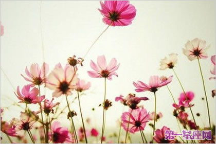 格桑花的花語是幸福吉祥嗎？