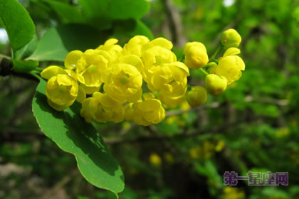 6月9日花語：小檗，生日花語善與惡