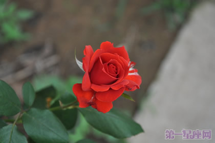 一年四季都盛開(kāi)的花是什么花？