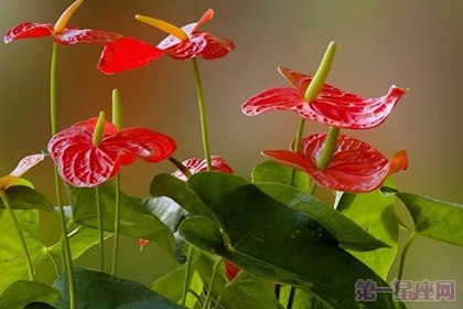 一年四季都盛開(kāi)的花是什么花？