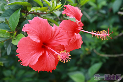 一年四季都盛開(kāi)的花是什么花？