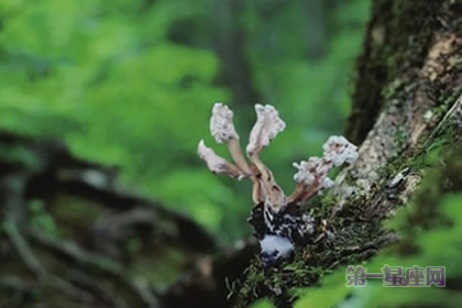 金蟬花的花語是什么？