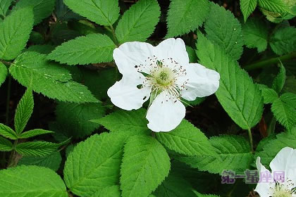 6月12日花語：野薔薇，生日花語浪漫