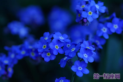 愛情花語：什么花代表不變的愛？