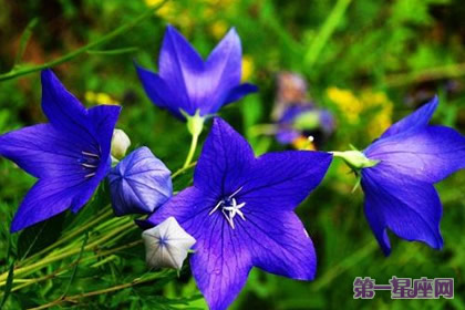 愛情花語：什么花代表不變的愛？