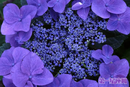 愛情花語：什么花代表不變的愛？