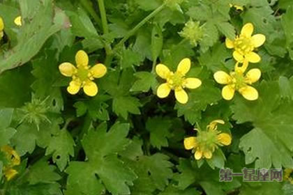 6月13日花語：毛茛，生日花語受歡迎