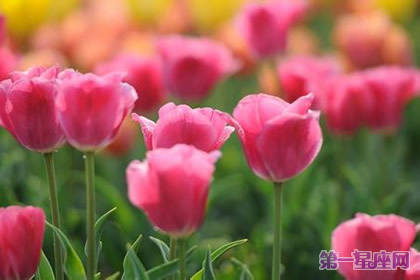代表高貴的花？什么花代表女人的高貴