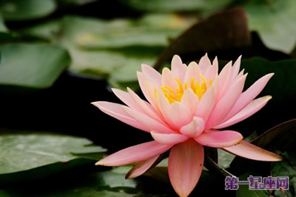 代表高貴的花？什么花代表女人的高貴