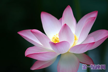代表四季的花語：春夏秋冬代表花是什么？