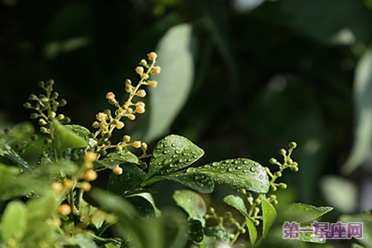珠蘭的花語(yǔ)和象征代表意義