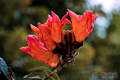 加蓬的國(guó)花是什么？是火焰樹(shù)嗎？