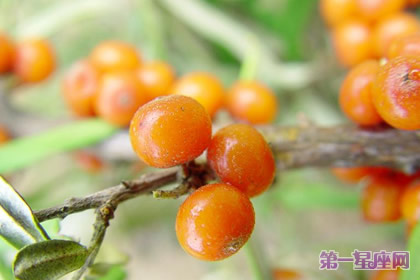 各種花語：沙棘的花語及傳說