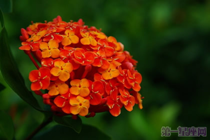緬甸的國花龍船花