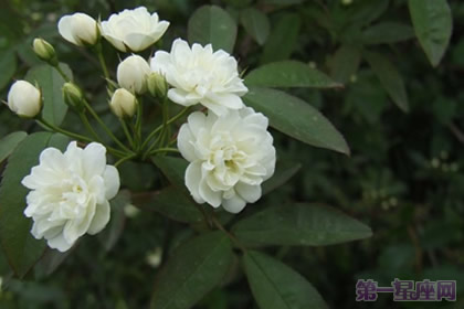 羅馬尼亞國花--白薔薇