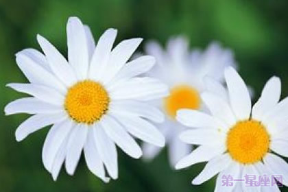 瑪格烈菊花語是什么？