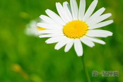 【暗戀花語】什么花代表暗戀？