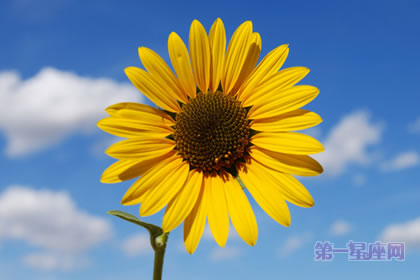 【暗戀花語】什么花代表暗戀？