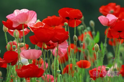 6月18日花語：角罌粟，生日花語耐心